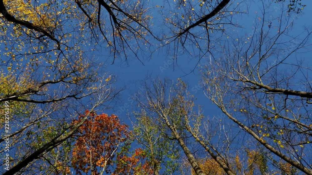 Autumn trees in the wind and clear blue sky. Autumn trees in the wind and clear blue sky.