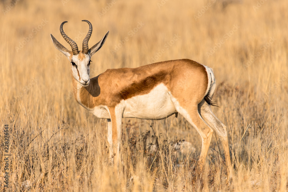 portrait of a springbok in Etosha national park portrait of a springbok in Etosha national park