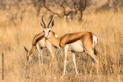 M  fiance et inqui  tude. Springbock dans le parc national d Etosha