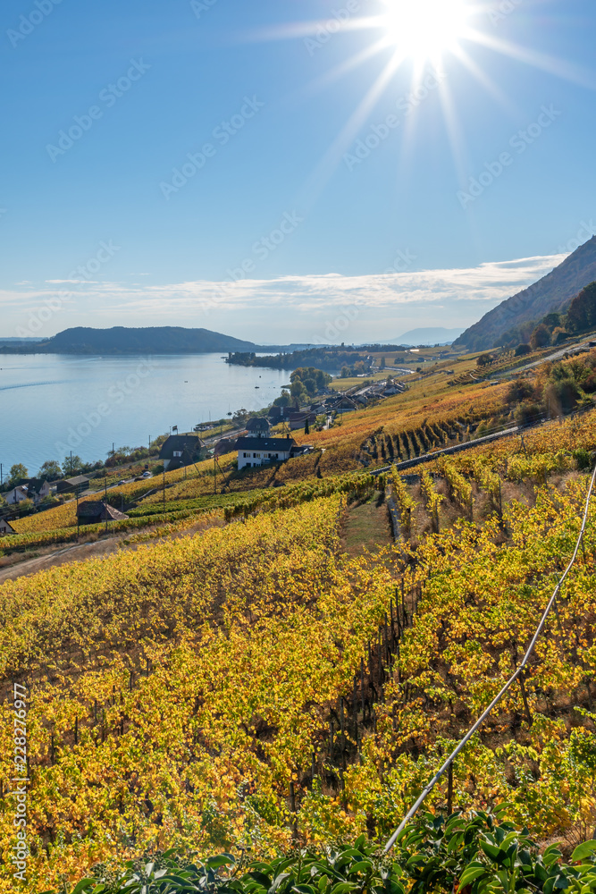 Weg durch die herbstlich gefärbten Weinberge mit Sicht auf den Bielersee -  Rebenweg von Biel nach La Neuveville – Kanton Bern, Schweiz