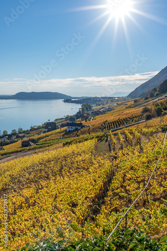 Weg durch die herbstlich gef  rbten Weinberge mit Sicht auf den Bielersee -  Rebenweg von Biel nach La Neuveville     Kanton Bern  Schweiz