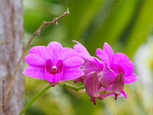 Dendrobium bigibbum orchid