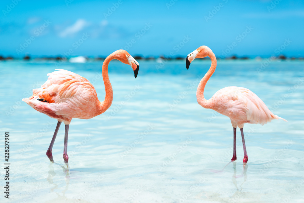 Naklejka premium różowe flamingi