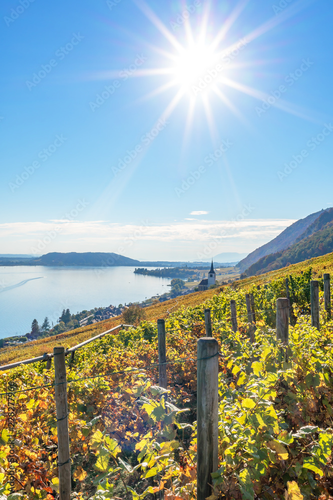 Herbstlich gefärbter Weinberg mit Blick auf den Bielersee bei Ligerz - Herbst in der Schweiz