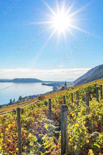 Obraz na płótnie Herbstlich gefärbter Weinberg mit Blick auf den Bielersee bei Ligerz - Herbst in der Schweiz w salonie
