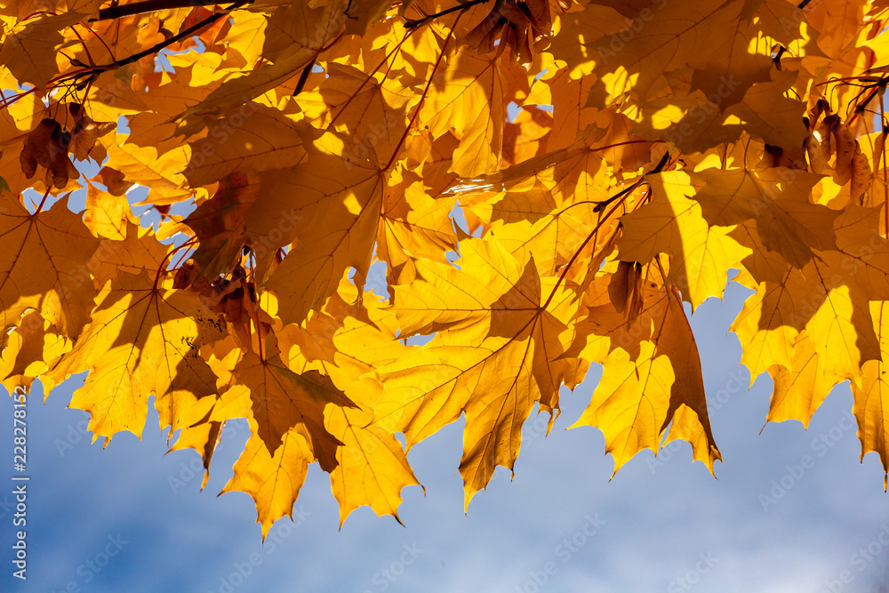 Yellow maple leaves. The sun's rays through the yellow leaves. Bright yellow background. Yellow maple leaves. The sun's rays through the yellow leaves. Bright yellow background.