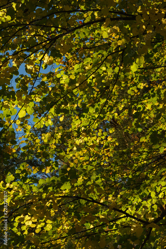 Green foliage of the tree against the backdrop of a clear blue sky. Green foliage of the tree against the backdrop of a clear blue sky.