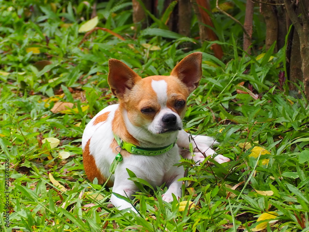 Chihuahua Dog Looks stressful and sleepy. Chihuahua Dog Looks stressful and sleepy.