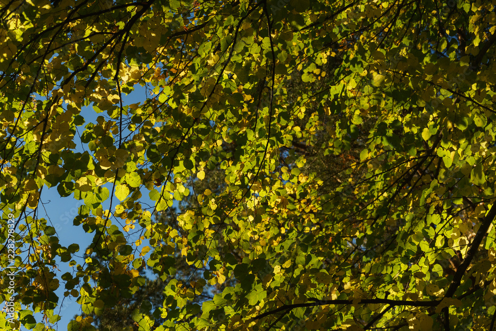 Green foliage of the tree against the backdrop of a clear blue sky. Green foliage of the tree against the backdrop of a clear blue sky.