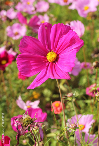 close photo of a pink ornamental flower on the flowerbed