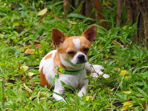 Chihuahua Dog  Looks stressful and sleepy. © Sodamika