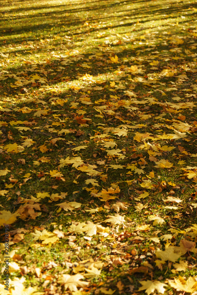 Autumn landscape. Warm autumn day in a bright color park. Orange foliage in the forest. Autumn landscape. Warm autumn day in a bright color park. Orange foliage in the forest.