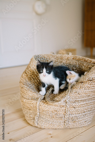 Chaton noir et blanc dans un panier 