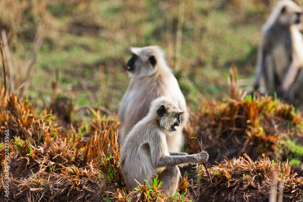 Gray Langur also known as Hanuman Langur in the Bandhavgarh National Park in India. Bandhavgarh is located in Madhya Pradesh. Indian langurs are lanky, long-tailed monkeys.