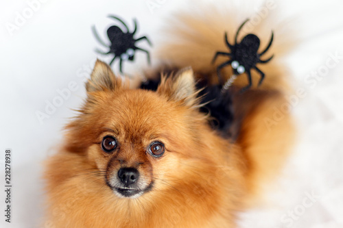 I'm afraid of spiders