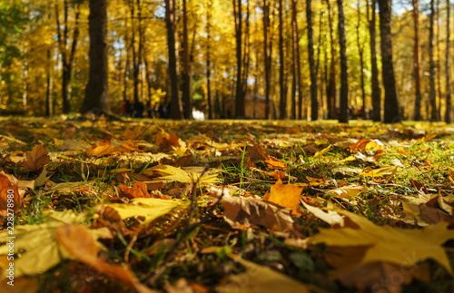 Autumn landscape. Warm autumn day in a bright color park. Orange foliage and trees in the forest. 