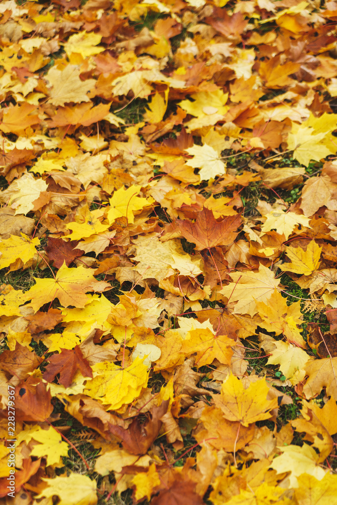 Seasonal autumn background of bright orange leaves on the ground. Autumn landscape. 
