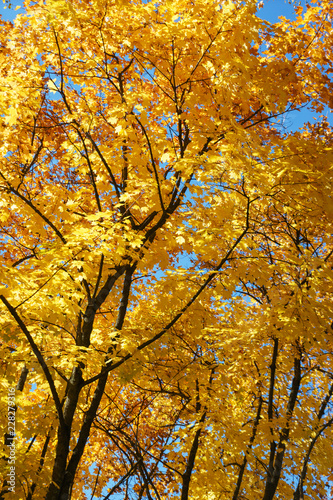 Autumn landscape. Silhouettes of trees and bright autumn orange foliage against a blue clear sky.
