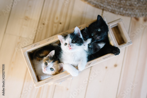 bande de petits chatons 