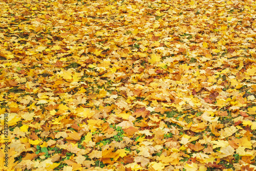 Seasonal autumn background of bright orange leaves on the ground. Autumn landscape. 