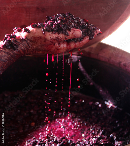 Traditional organic wine making, hand holding up dripping grapes from wooden wine barrel