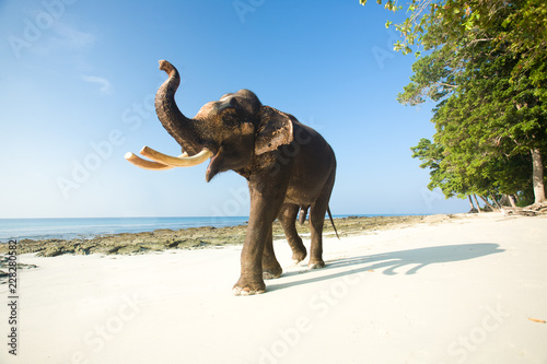Free, happy elephant with trunk in air, alone on tropical white beach and turquise blue clear sea © Ami