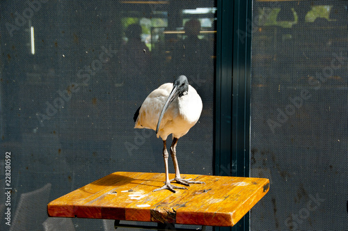 Ibis Bird - Sydney - Australia photo