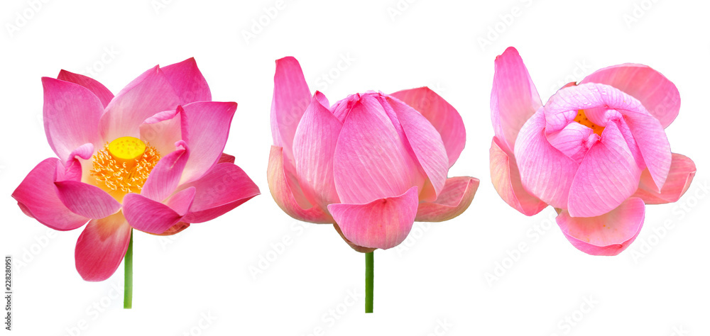 Lotus on white background Lotus on white background