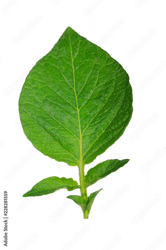 fresh green leaf of potato isolated on white background fresh green leaf of potato isolated on white background