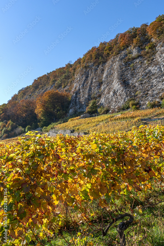 Herbstlich gefärbter Weinberg - Rebenweg von Biel nach La Neuveville - Herbst in der Schweiz am Bielersee