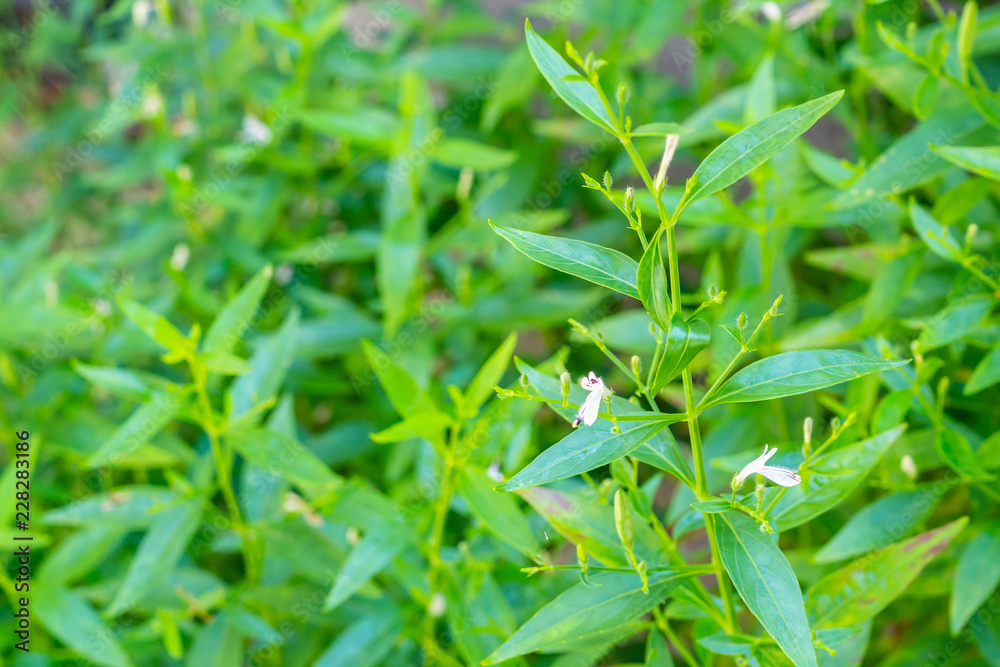 Andrographis paniculata fresh Thai herbal medicine herbs organic plant leaves and flower, closeup Andrographis paniculata fresh Thai herbal medicine herbs organic plant leaves and flower, closeup