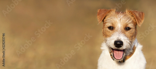 Dog smile - web banner of a smiling happy jack russell pet puppy