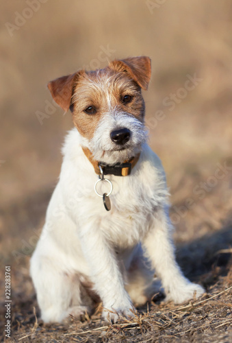 Cute happy jack russell dog puppy sitting in the grass - obedient pet training concept