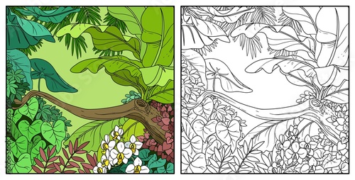 Jungle with with orchid flowers black contour line drawing for coloring on a white background