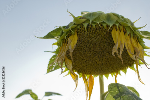 sunflower plant, large flowers with yellow petals, farms, oil, fuel, agricolture, industry, renewable energy, pollen, sun, hot, summer, italy