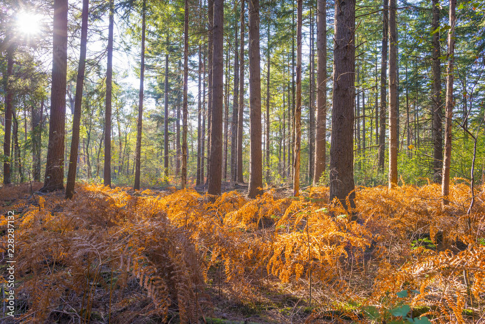 Obraz premium Forest in autumn colors in sunlight at fall