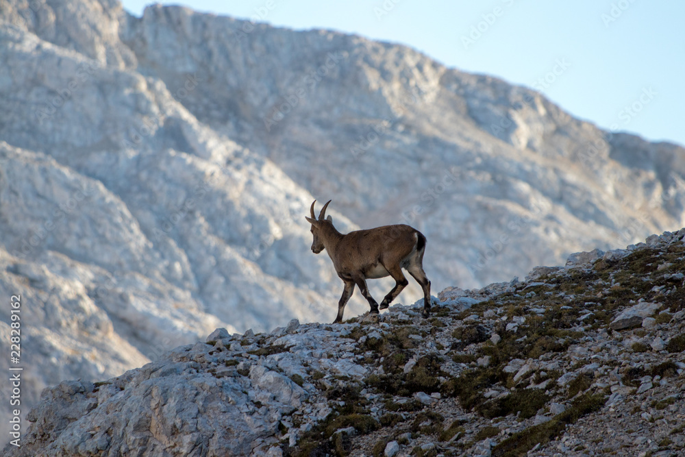 young alpine ibex in front of mountain range