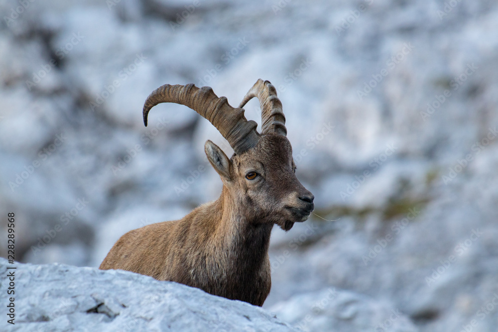 small ibex posing for camera