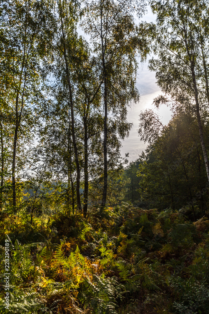 Rostocker Heide