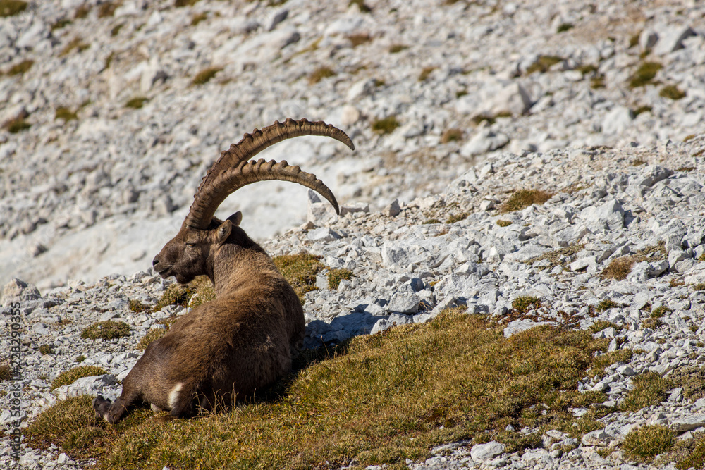 old ibex resting on the grass