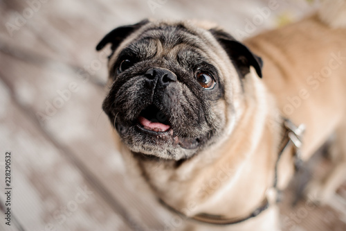 Cute pug looking up at the camera © fesenko