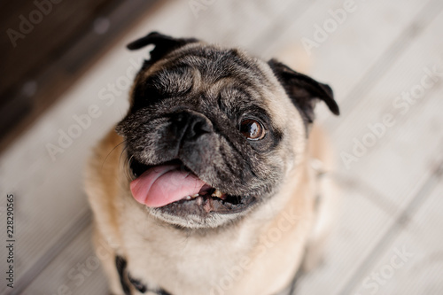 Cute pug with putting his tongue out looking up at the camera © fesenko