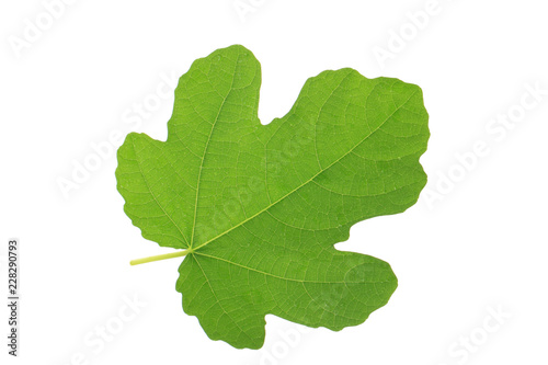 green leaf of fig isolated on white