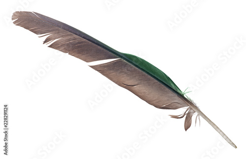 green and brown parrot wing feather on white