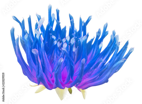 bright blue and violet dahlia bloom isolated on white