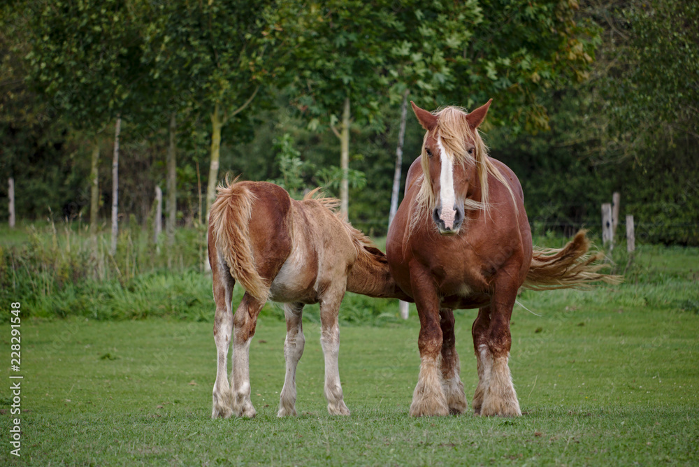 Schleswig coldblood horse feeding its foal on a green pasture Schleswig coldblood horse feeding its foal on a green pasture