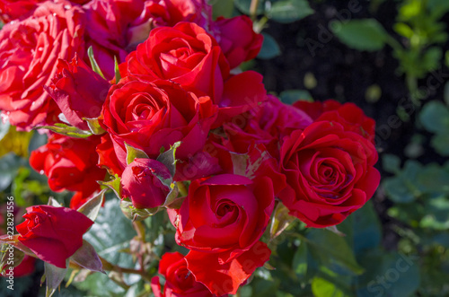 red blossoming rose buds