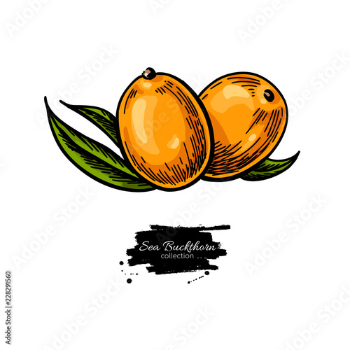 Sea buckthorn vector drawing. Isolated berry branch on white bac
