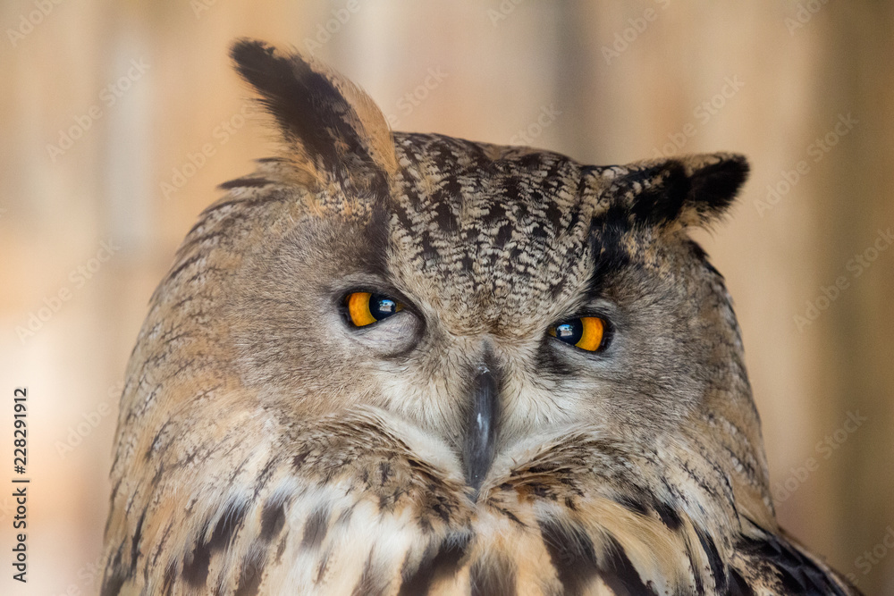 Fototapeta premium large eagle-owl closeup on brown