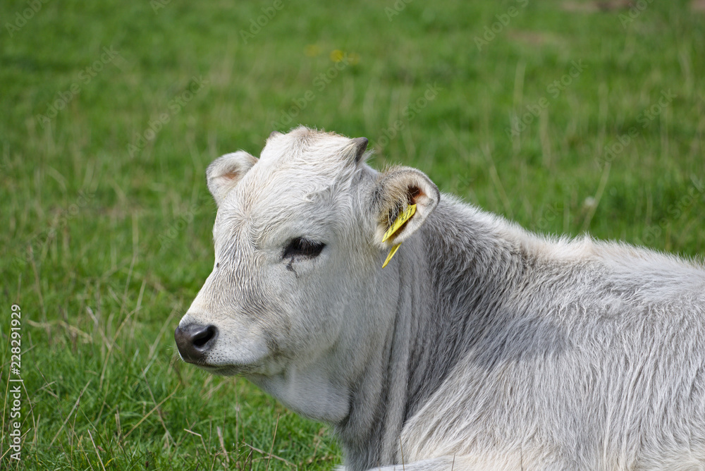 Obraz premium Portrait of a white calf lying on a green pasture